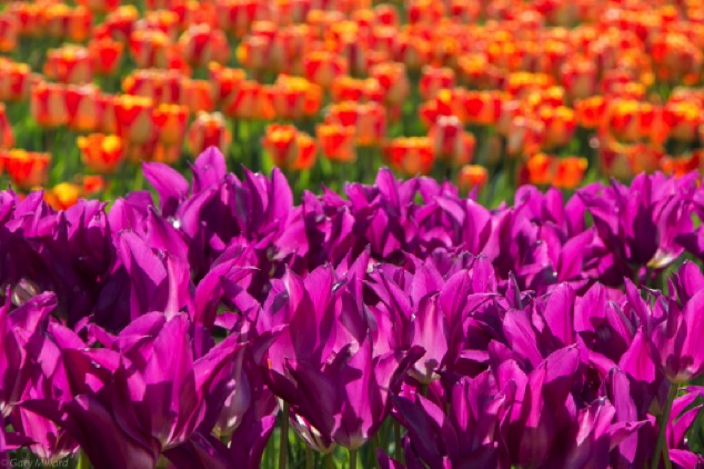 Purple & Orange Tulips
Wooden Shoe Tulip Farm
Woodburn OR